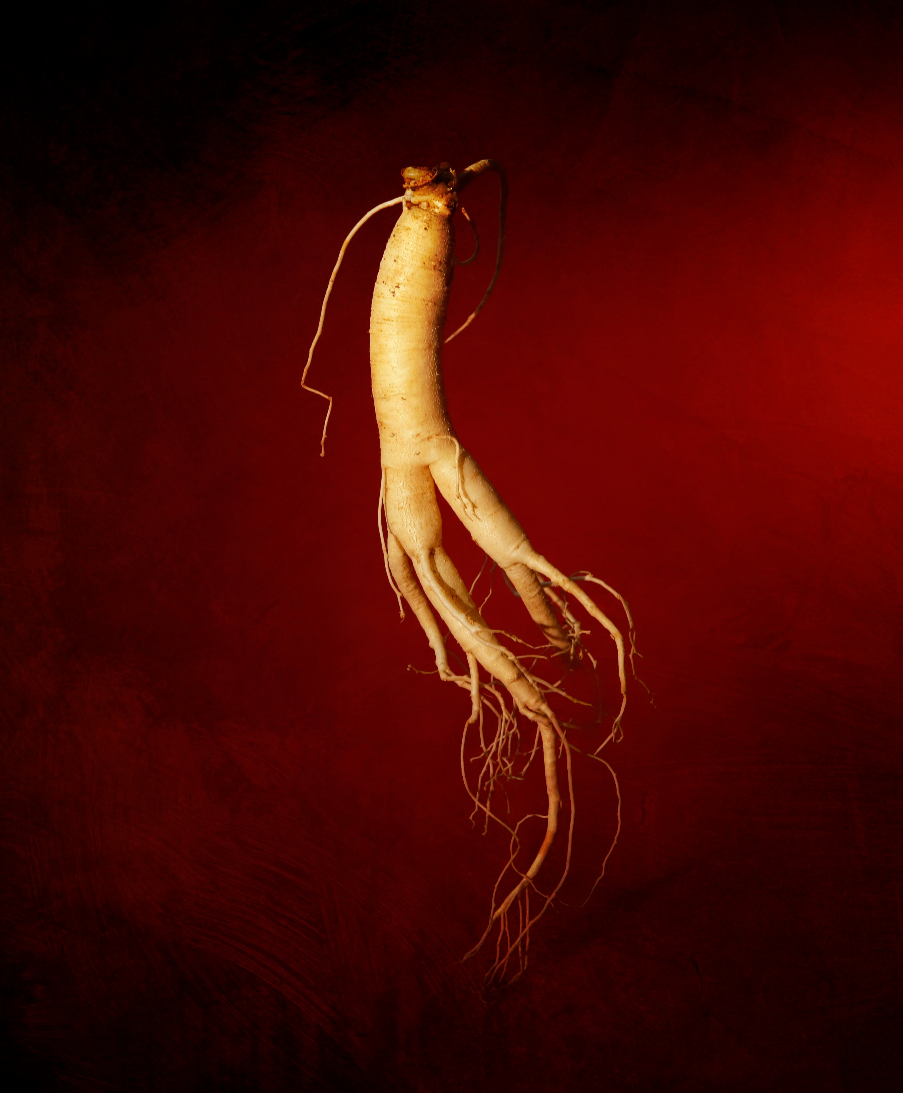 red_ginseng_root.jpg
